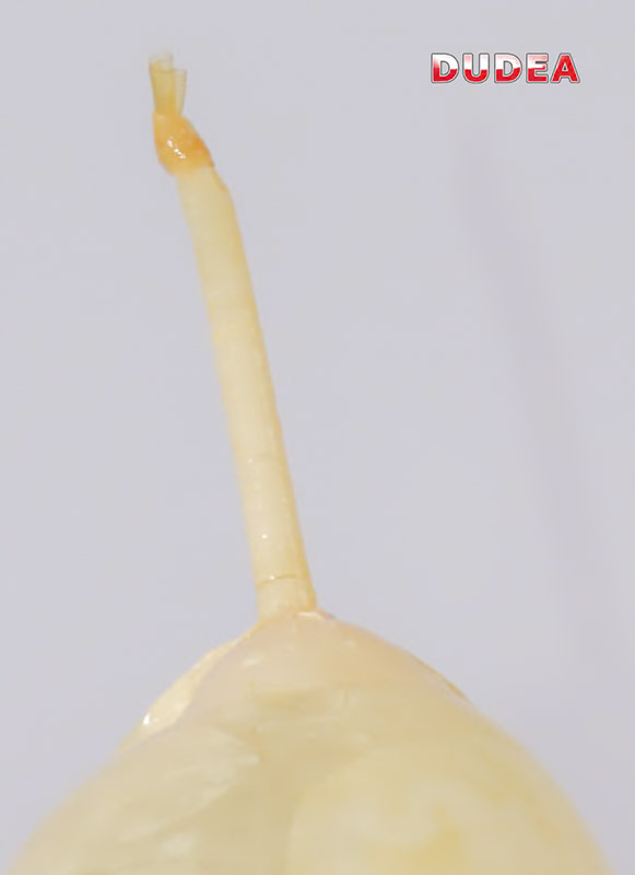 Piss- und Wix-Penis-Latexbeutel mit Schlauchanschluss – Bild 2